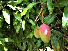 FRUITS TROPICAUX