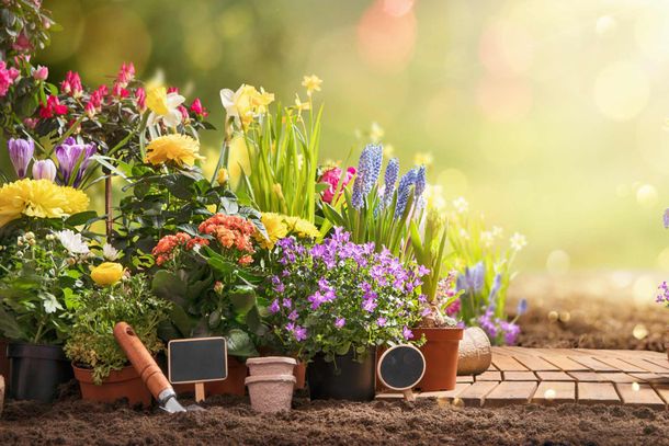 location et vente de plantes en Guadeloupe 